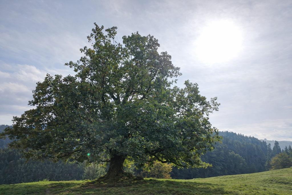 Ein großer, ausladender Baum steht auf einer sanft ansteigenden grünen Wiese. Darüber leuchtet die Sonne durch einen hellen, leicht bewölkten Himmel.