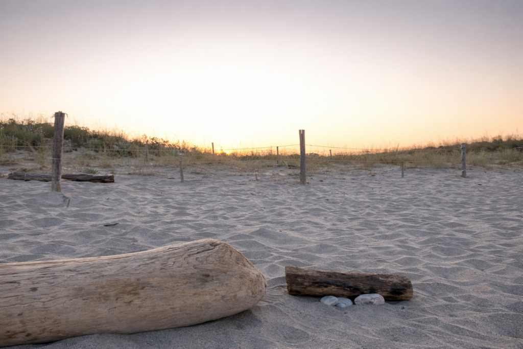 Im Vordergrund liegt helles Treibholz auf einem sandigen Strand. Dahinter erstrecken sich Dünen mit niedrigen Zaunpfosten unter einem hellen Abendhimmel beim Sonnenuntergang.