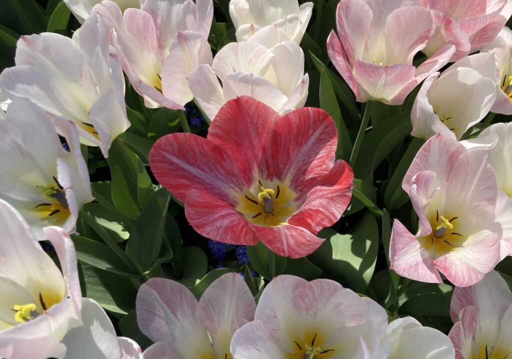 Das Bild zeigt weiße Blumen auf einem Feld, in der Mitte eine rote, blühende Blume