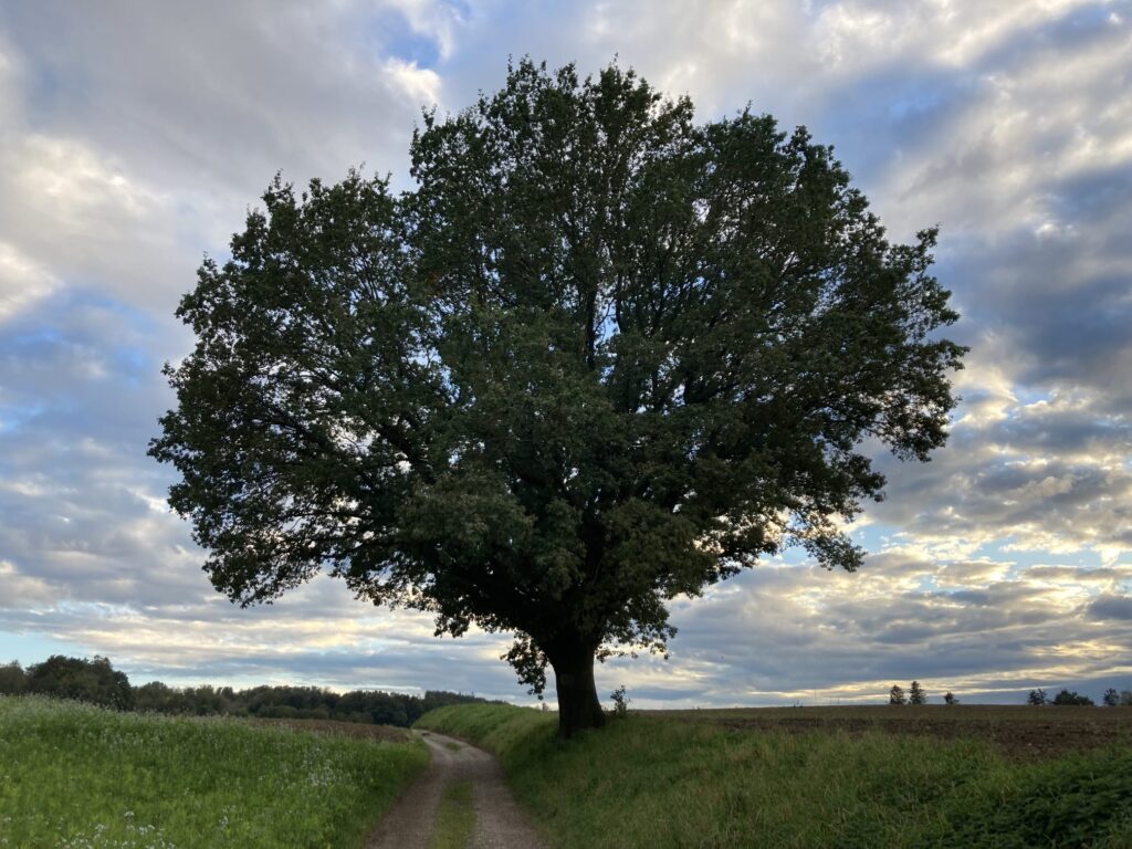 ein großer Baum