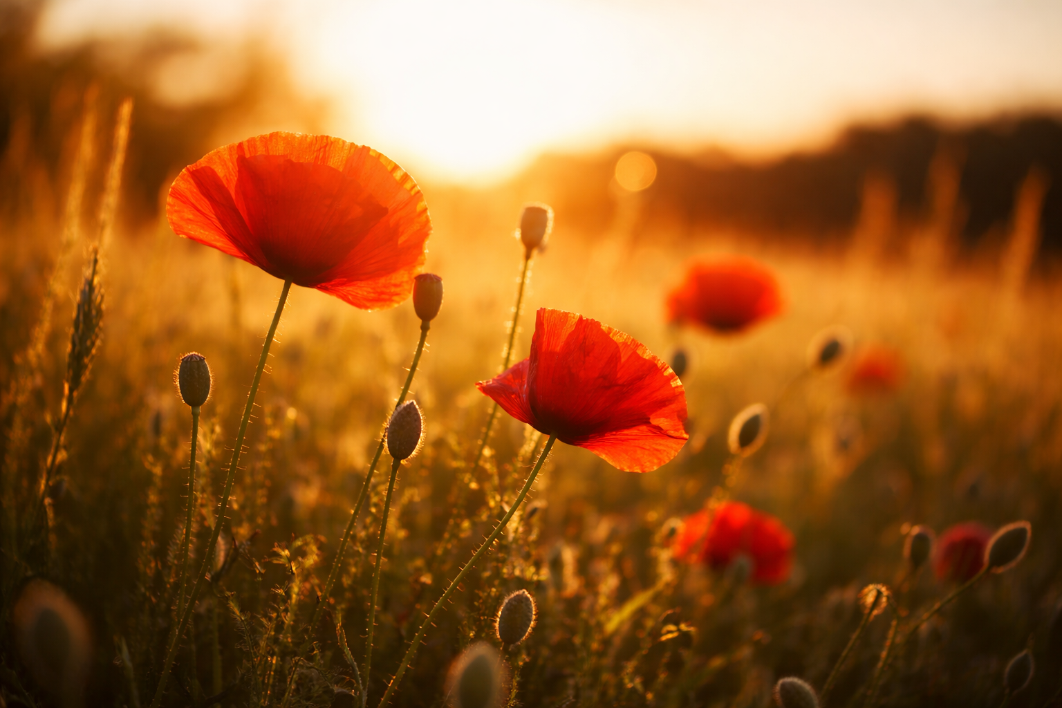 Rote Mohnblumen im warmen Sonnenuntergang mit weichem Hintergrund